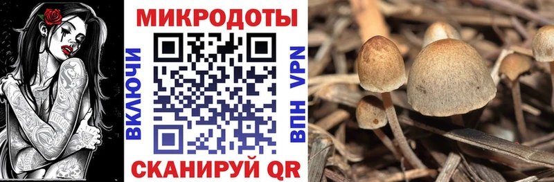как найти закладки  Цивильск  Галлюциногенные грибы Psilocybe 
